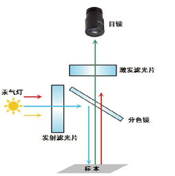 荧光滤光片的工作原理及其关键作用